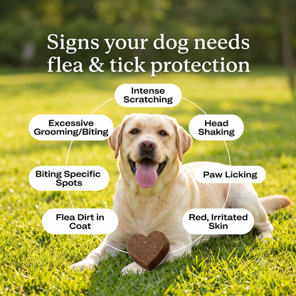 Flea Ticr Chews